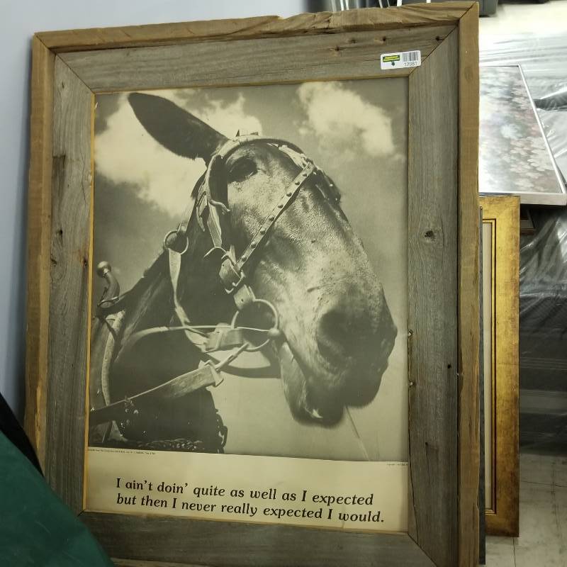 lot 12081 image: Large Framed Mule