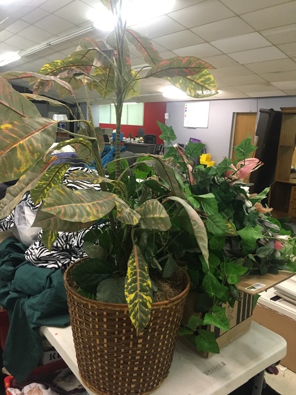 lot 12045 image: Decorative Plants